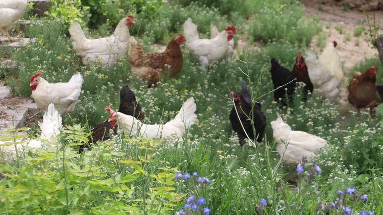 Yeşil bir alanda çeşitli renklerde tavuklar, otlar arasında dolaşıyor.