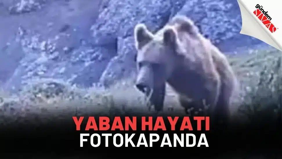 Sivas'ta Yaban Hayatı Fotokapanda