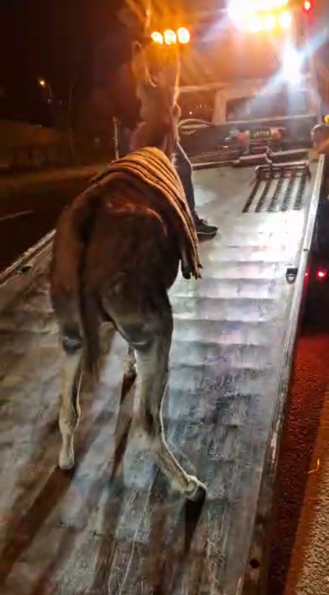 Ankara’da Kaybolan Eşek Yediemin Otoparkına Çekildi