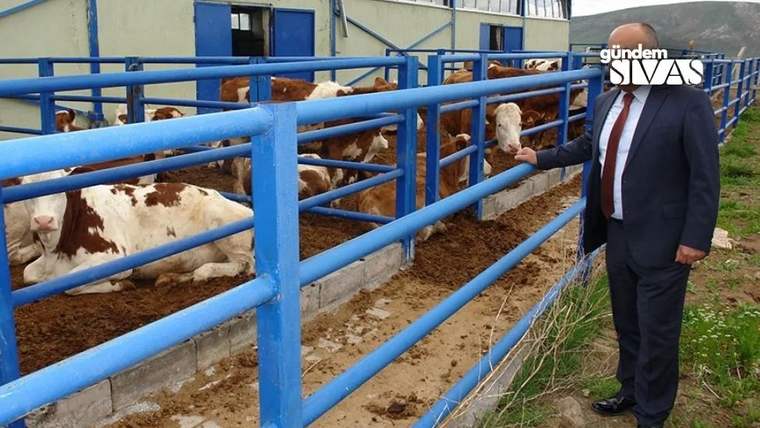 Mavi korkuluklarla çevrili alanda büyükbaş hayvanlar ve yanlarında duran takım elbiseli bir kişi görülüyor.