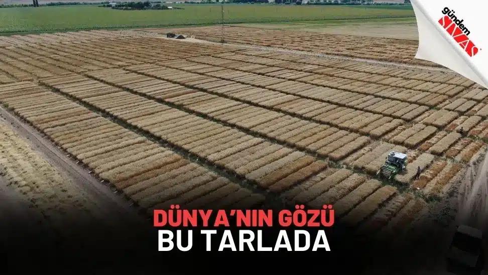Dünya'nın Gözü Bu Tarlada