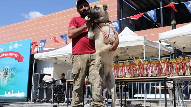 Kangal’ın Ana Vatanında Büyük Yarış!