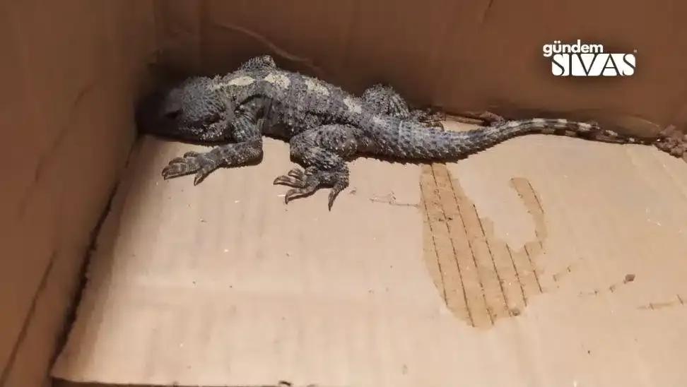Kertenkele Sandı, Gerçek Farklı Çıktı