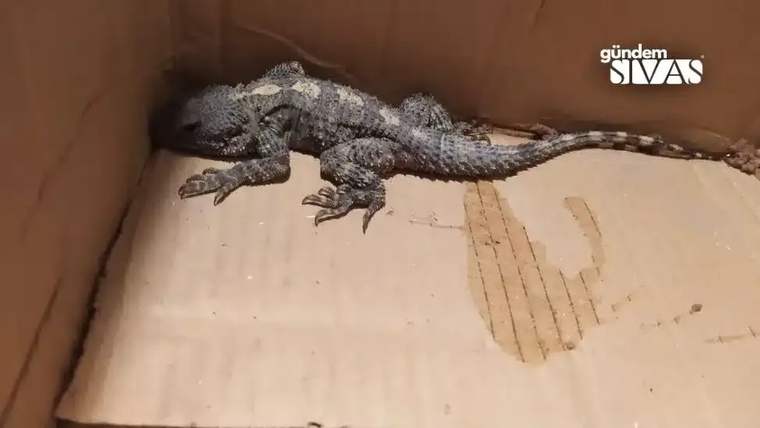 Karton kutu içinde, pullu derisi ve uzun kuyruğuyla küçük bir timsah yatıyor, başı sola dönük.