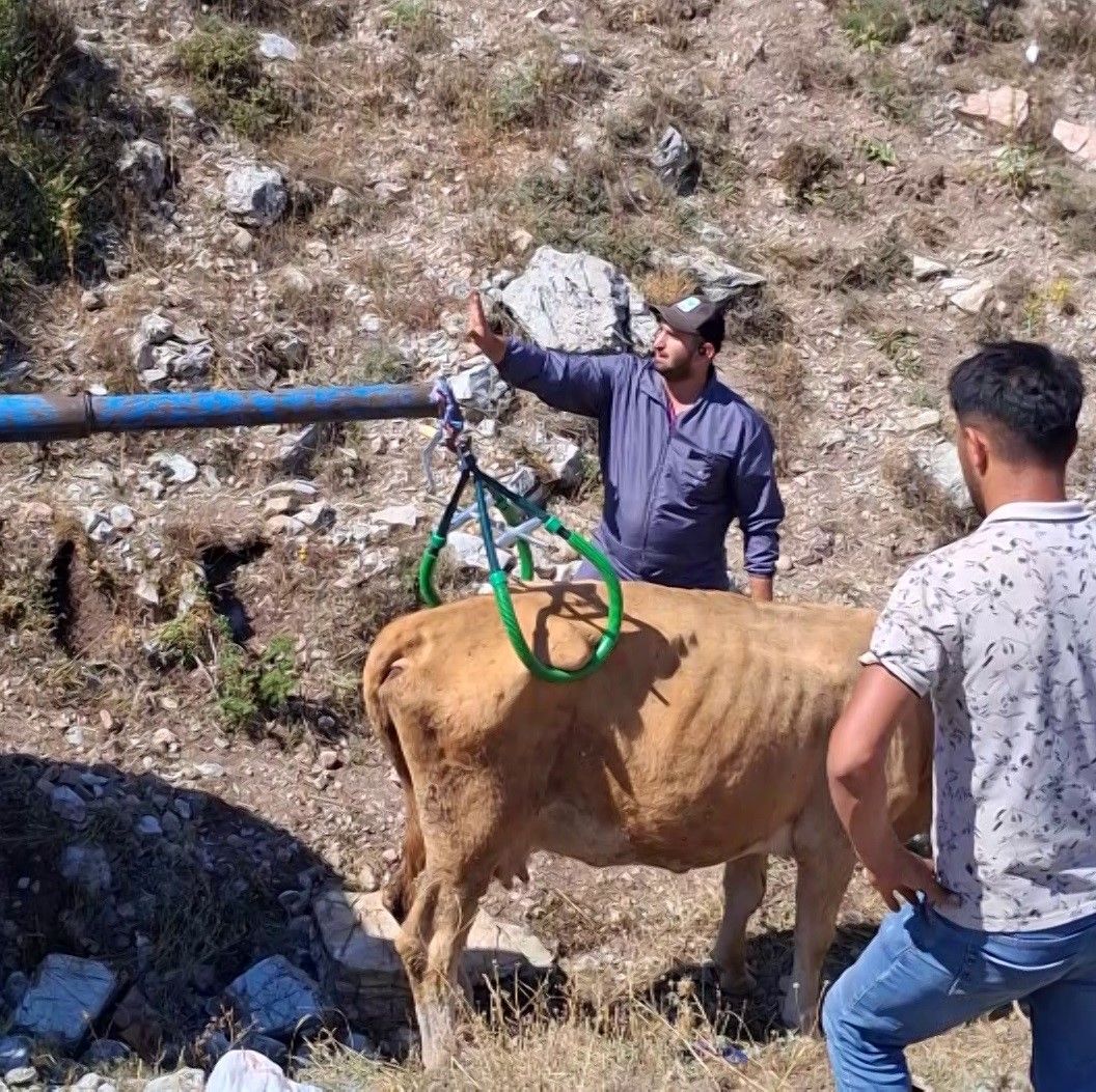 7 aylık gebe inek, Sivas’ta düştüğü çukurdan vinçle çıkarıldı