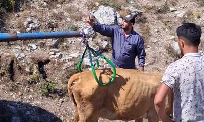 7 aylık gebe inek, Sivas’ta düştüğü çukurdan vinçle çıkarıldı