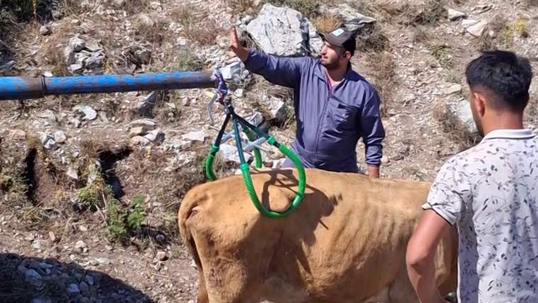7 aylık gebe inek, Sivas’ta düştüğü çukurdan vinçle çıkarıldı