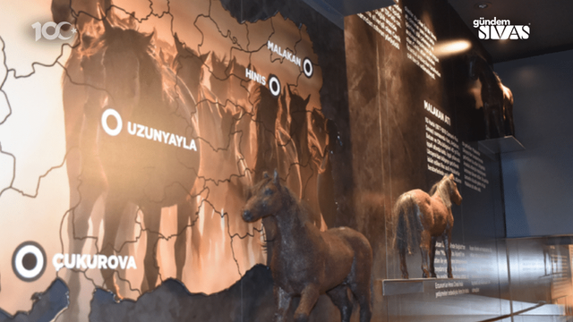 Savaş Atı 'Uzunyayla' Sivas'ta Tanıtılıyor