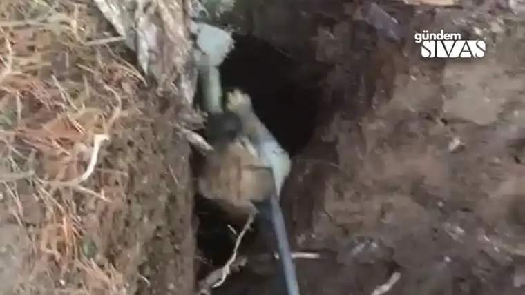 Kuyuya düşen bir yavru köpek, kurtarılmaya çalışılıyor.