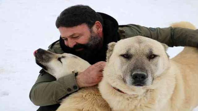 Uzman Uyardı: Kangal Köpekleri Kış Aylarında Kurt Davranışları Sergiliyor!
