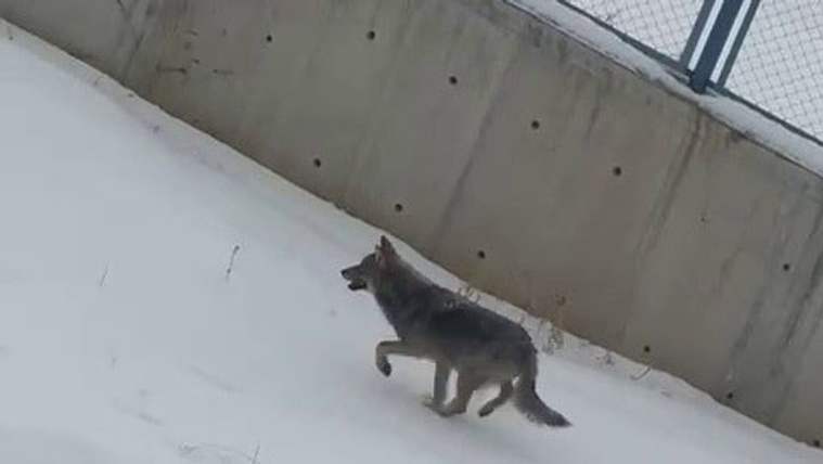 Karla kaplı bir alanda yürüyen bir kurt, arka planda beton duvar görünmekte.