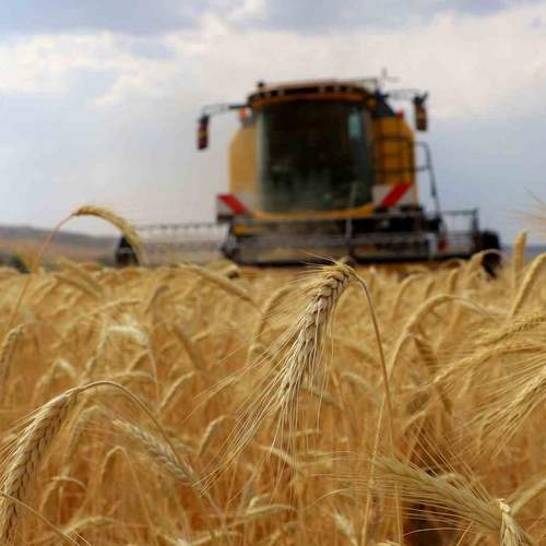 Sivas'ta Çiftçiyi Sevindiren Yağışlar Rekor Getirecek