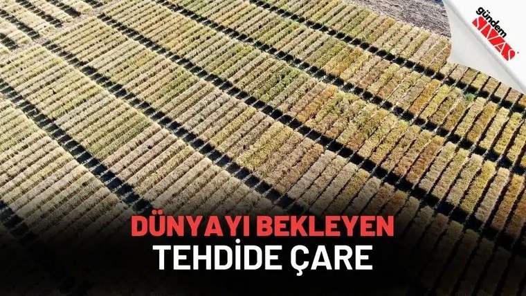 Tarım arazilerinde düzenli sıralar halinde ekilmiş bitkiler görünmektedir.