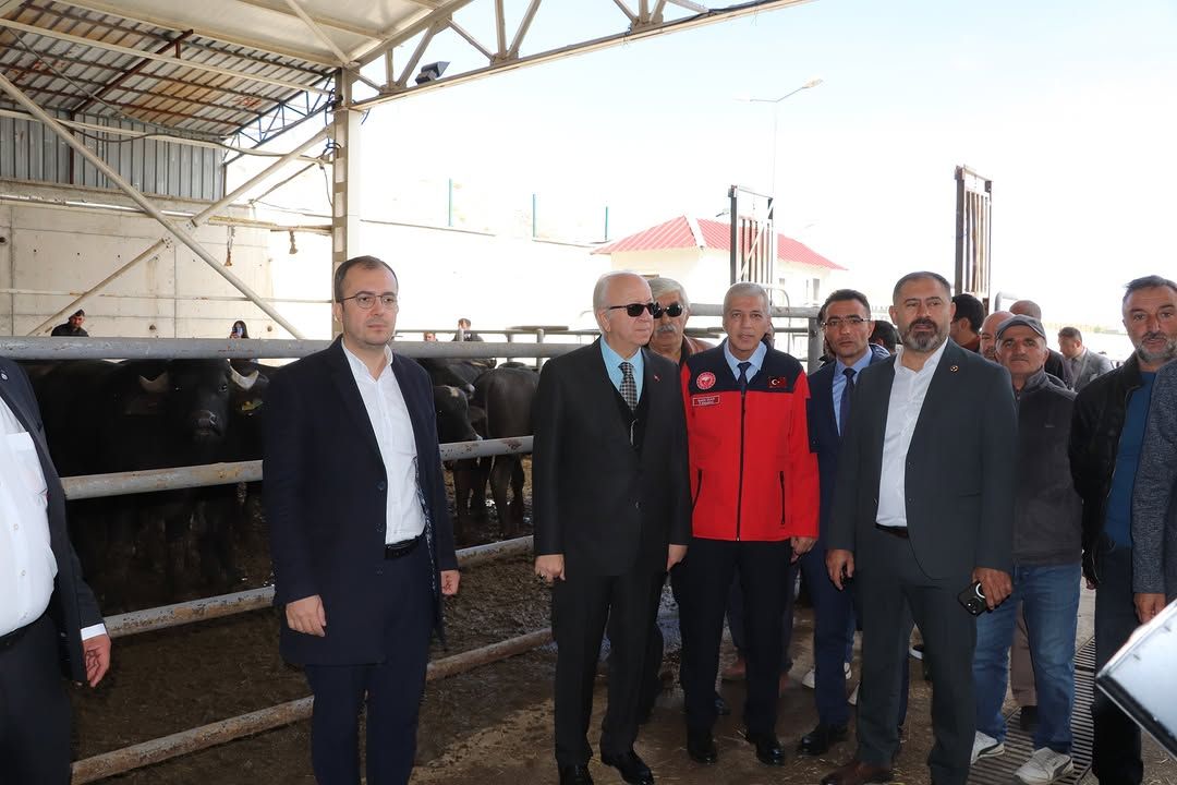 Bir grup insan, manda yetiştiriciliği için getirilen boğaların bulunduğu ahırda duruyor.