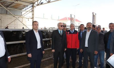 Sivas'ta Manda Yetiştiriciliğine 41 Boğa ile Büyük Destek