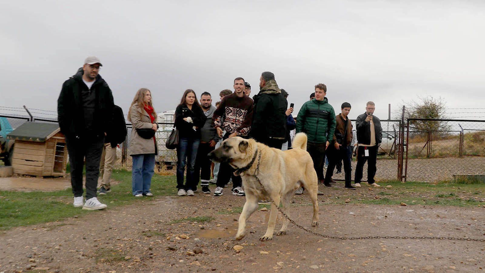 Erasmus öğrencileri Sivas’ta Kangal köpekleriyle tanıştı