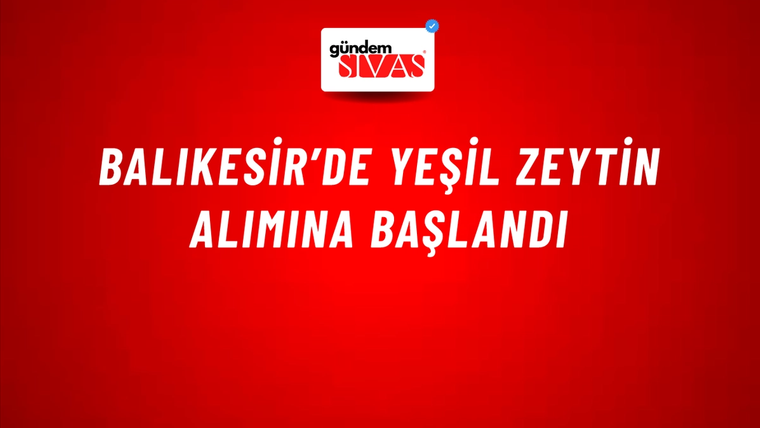 Balıkesir’de yeşil zeytin alımına başlandı