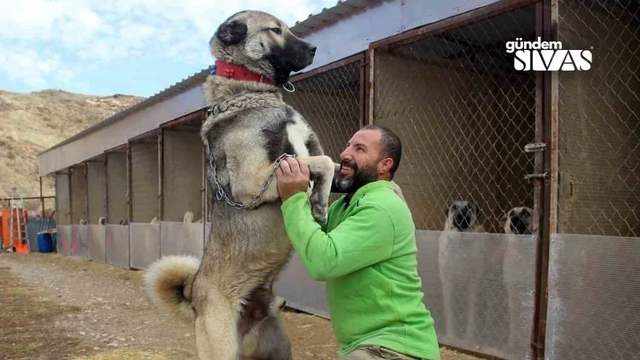 Soğuklar Geldi, Doğallıklarına Kavuştular