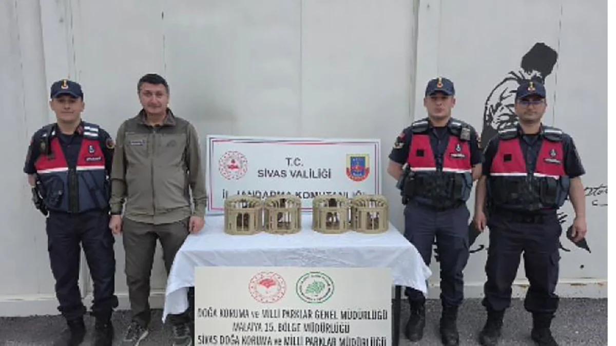 Usulsüz Şekilde Tutulan 4 Kınalı Keklik Kurtarıldı: Doğal Yaşam İçin Ortak Operasyon