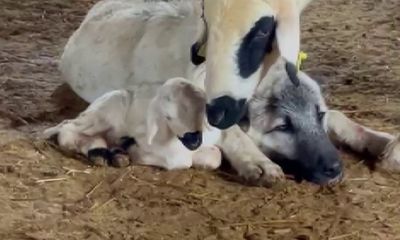 Sivas'ta Kangal Köpeği ile Koyun Arasındaki Duygusal Bağ Görenleri Büyülüyor