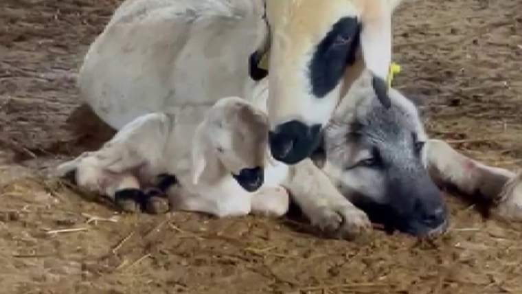 Kuzu ve koyun, ağılda yerde yatan gri başlı bir köpeğin yanında dururken birbirine sokuluyor.