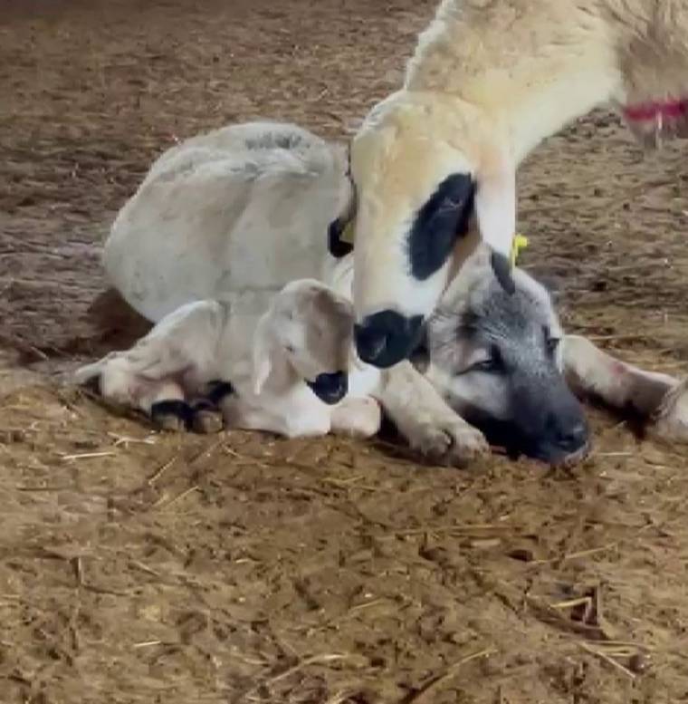 Kuzu ve koyun, ağılda yerde yatan gri başlı bir köpeğin yanında dururken birbirine sokuluyor.