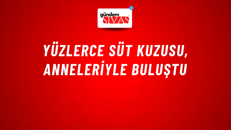 Yüzlerce Süt Kuzusu, Anneleriyle Buluştu