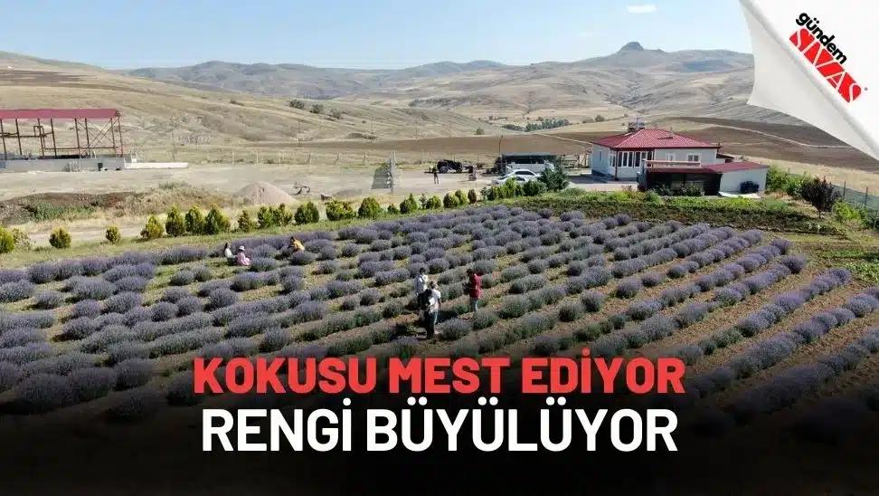 Kokusu Mest Ediyor, Rengi Büyülüyor