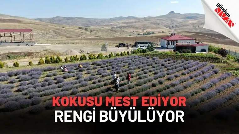 Mor çiçek sıralarıyla kaplı tarlada birkaç kişi yürürken, arka planda kırmızı çatılı binalar ve tepeler görülüyor.