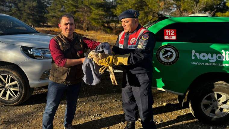 Burdur'da yaralı kızıl şahin koruma altında