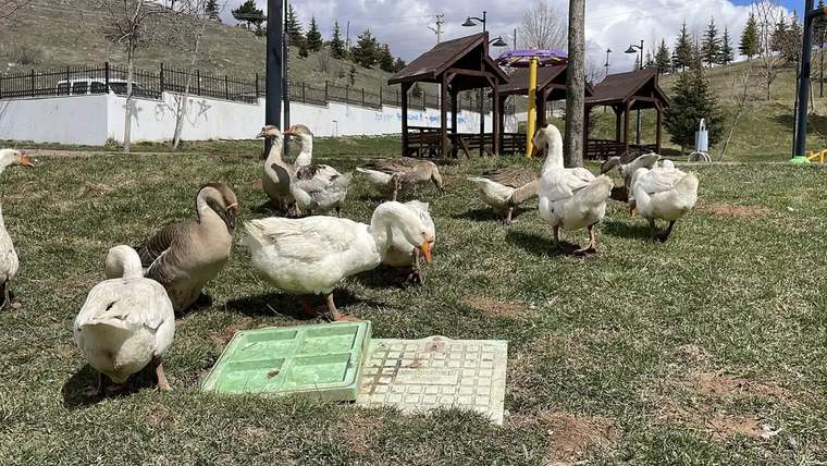 Yeşil alanda bir grup kaz, yerdeki su kabının etrafında toplanmış.