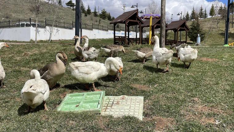 Sivas’ta Firari Kazlar Yuvada Görüntülendi: Mahallenin Sevimli Maskotları