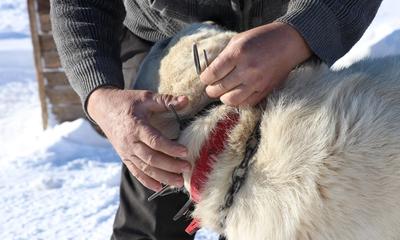 Gürün Çengeli: Sivas’tan Anadolu’ya Uzanan Sessiz Kahraman, Çoban Köpeklerini Kurtlara Karşı Nasıl Koruyor?