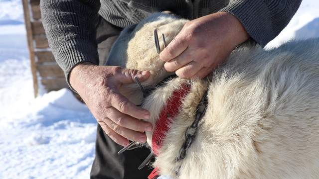Gürün Çengeli: Sivas’tan Anadolu’ya Uzanan Sessiz Kahraman, Çoban Köpeklerini Kurtlara Karşı Nasıl Koruyor?