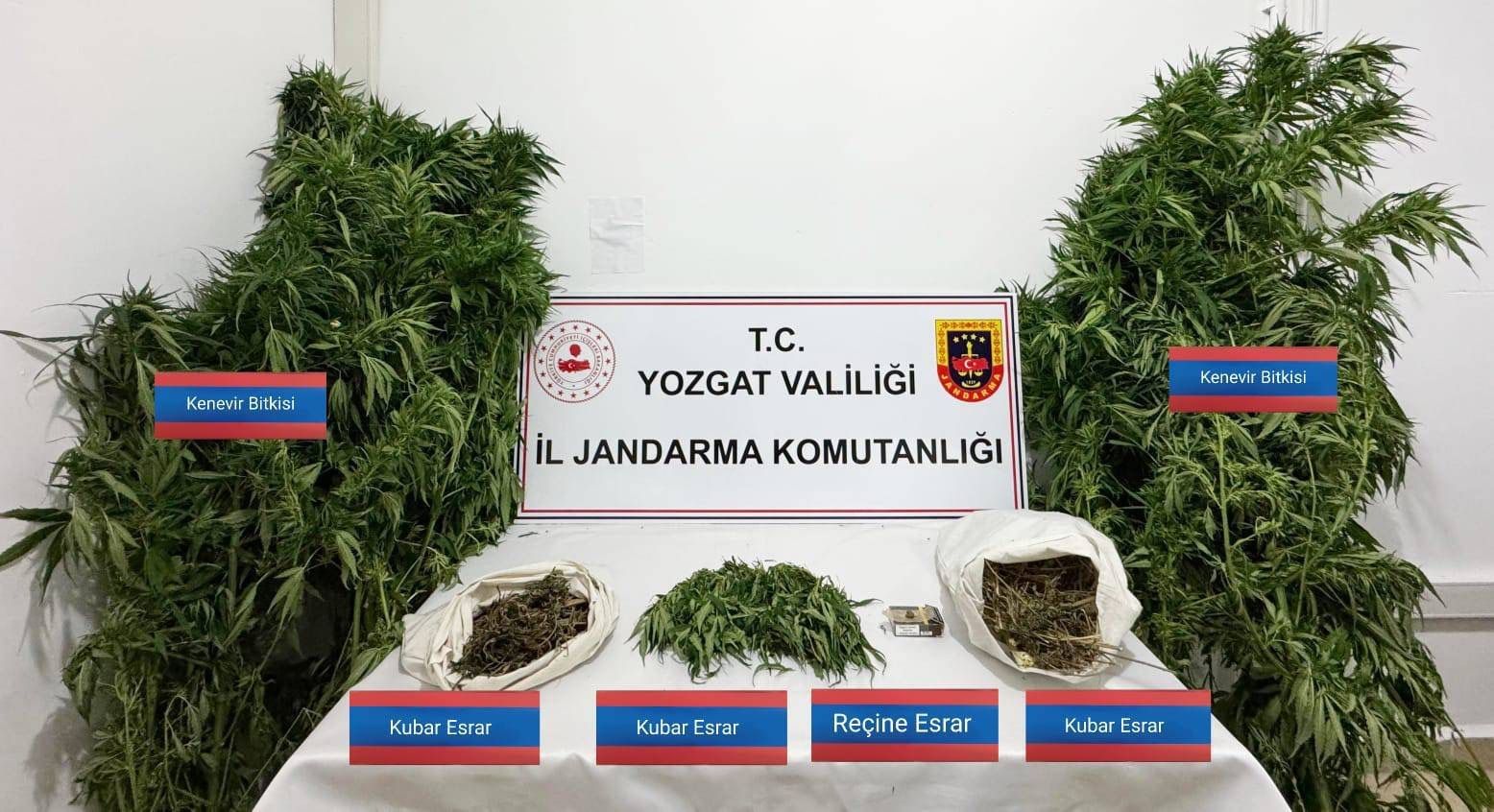 Uyuşturucu Operasyonu: 25 Kök Kenevir ve Esrar Ele Geçirildi