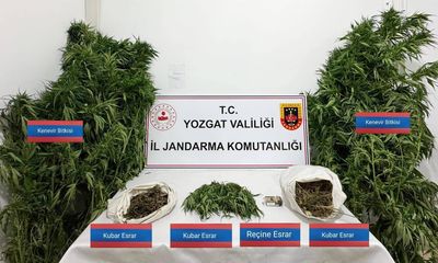 Uyuşturucu Operasyonu: 25 Kök Kenevir ve Esrar Ele Geçirildi