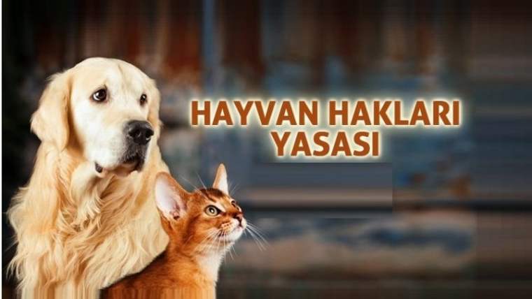Bir altın rengi köpek ve bir kedi, arka planda "Hayvan Hakları Yasası" yazısıyla birlikte görünüyor.