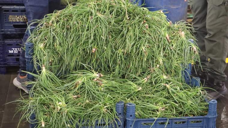 Mavi plastik kasalarda toplanmış yemlik otu, yeşil yapraklarıyla görünmekte.