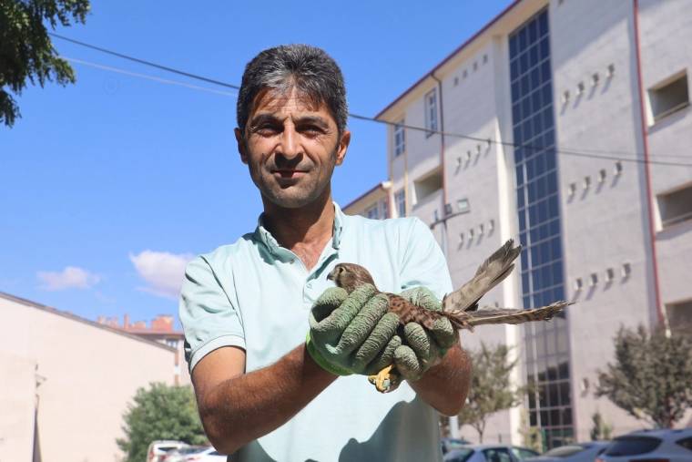 Bir adam, yeşil eldivenlerle tuttuğu yavru şahini okul binasının önünde gösteriyor.