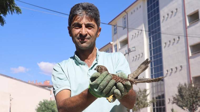 Sivas’ta Kongre Lisesi Bahçesinde Yavru Şahin Bulundu: Okul Görevlisinin Duyarlılığı Hayatını Kurtardı