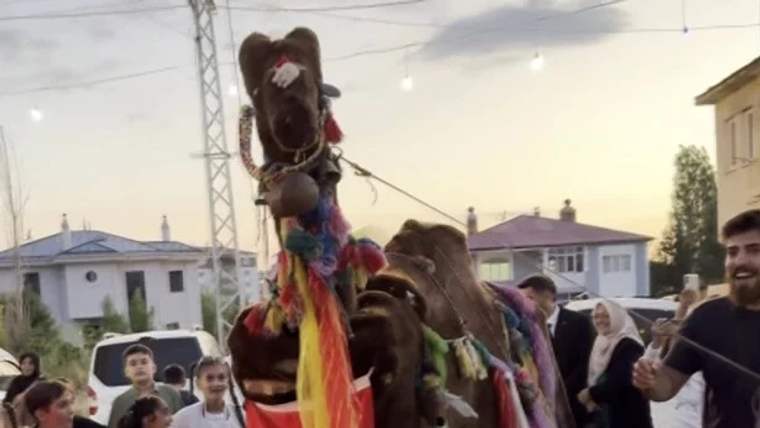 Renkli kumaş ve püsküllerle süslenmiş iki deve, çevresindeki insanların arasında açık alanda duruyor.