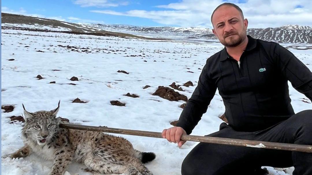 Sivas Hafik’te Yürek Isıtan Kurtarma: Gaziantepli Tır Şoförü Yaralı Vaşağı Ekipler Gelene Kadar Bırakmadı