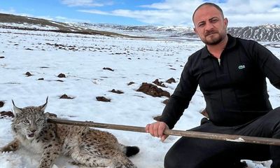 Sivas Hafik’te Yürek Isıtan Kurtarma: Gaziantepli Tır Şoförü Yaralı Vaşağı Ekipler Gelene Kadar Bırakmadı