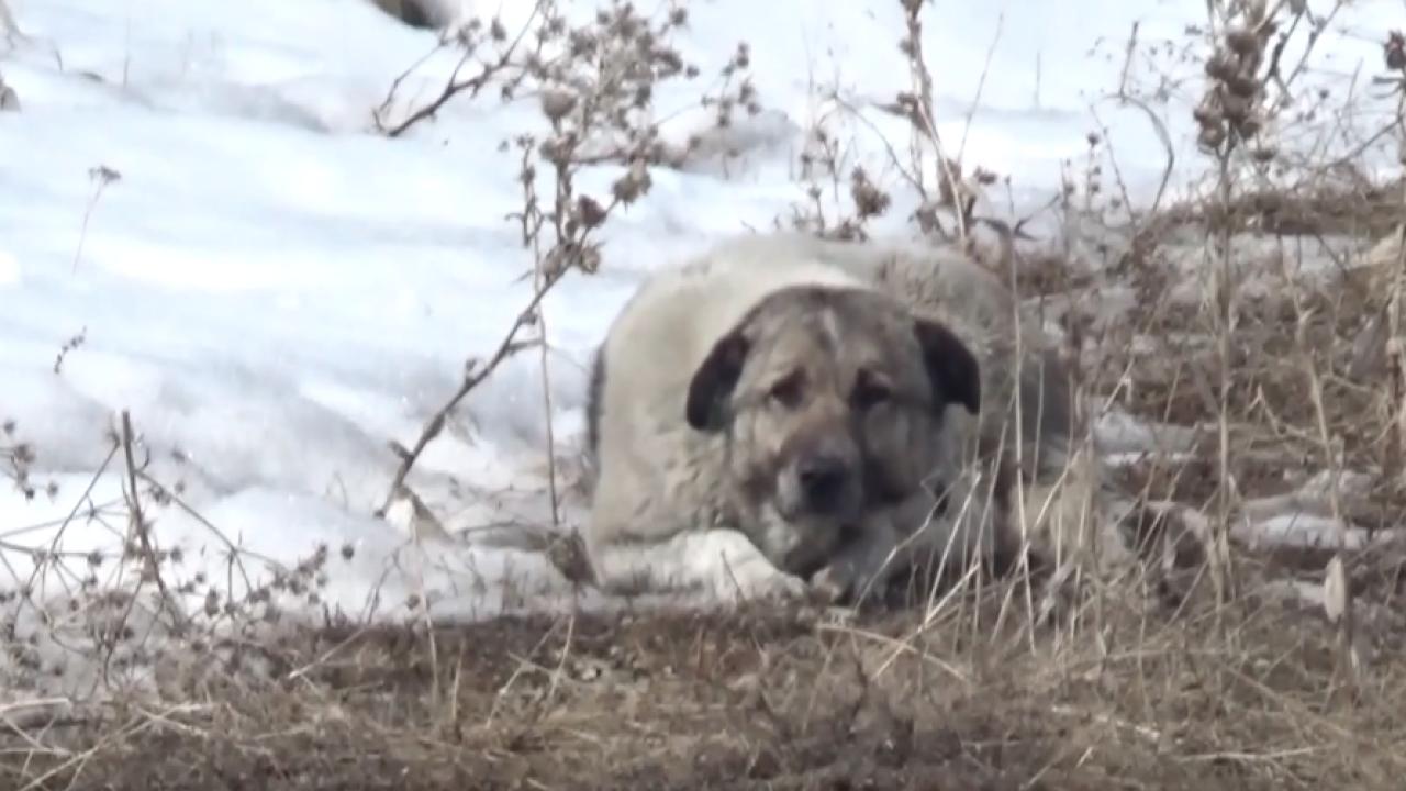 Başıboş köpekler bu kez Hakkari'de can aldı! - Birlik Haber Ajansı