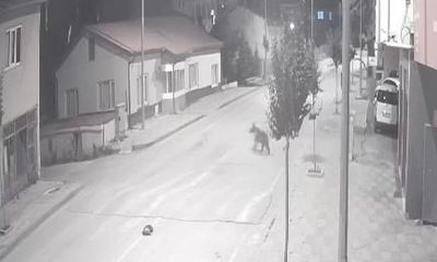 Sivas'ın Zara İlçesi Ayılara Ev Sahipliği Yapıyor!