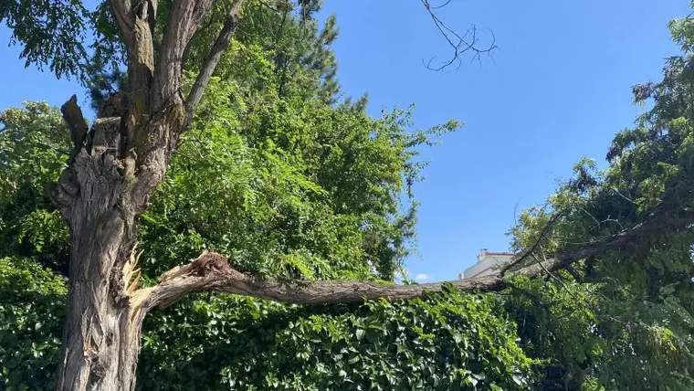 Kökünden sökülen bir ağaç, yeşil bitkilerin arasında devrilmiş durumda.