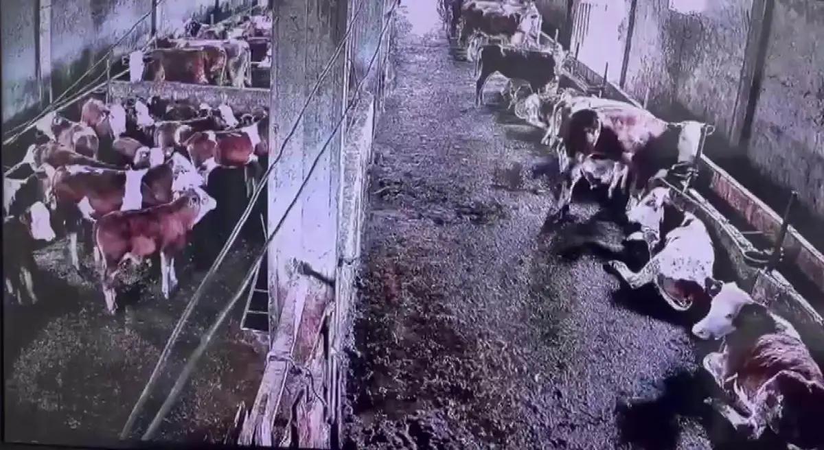 Depremi İnsanlar Hissetmedi, İneklerin Tepkisi Kameraya Yansıdı
