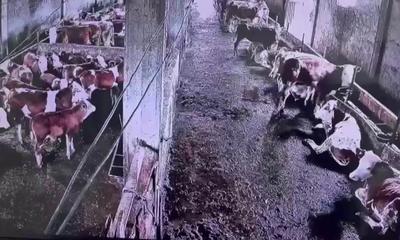 Depremi İnsanlar Hissetmedi, İneklerin Tepkisi Kameraya Yansıdı