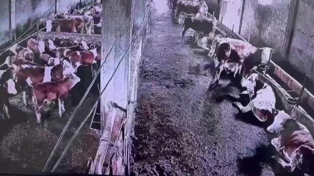 Depremi İnsanlar Hissetmedi, İneklerin Tepkisi Kameraya Yansıdı