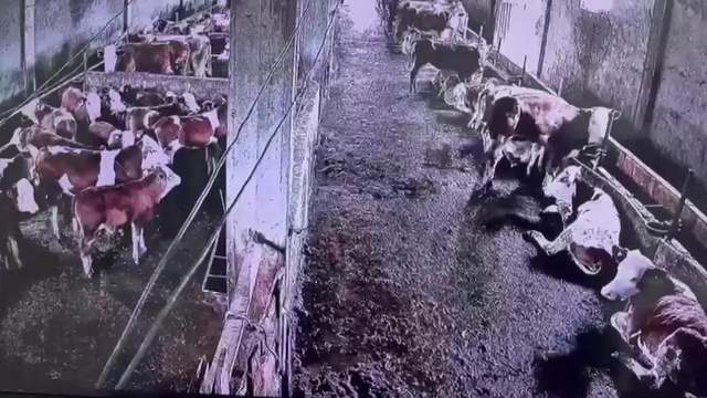 Depremi İnsanlar Hissetmedi, İneklerin Tepkisi Kameraya Yansıdı